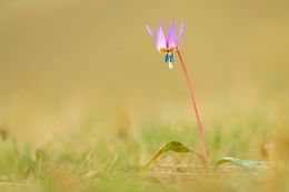 Spring wild flower 