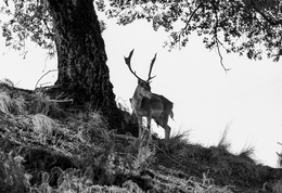 FOREST ENCHANTMENTS 