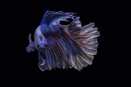 Betta Fish 