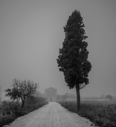 alberi e nebbia 