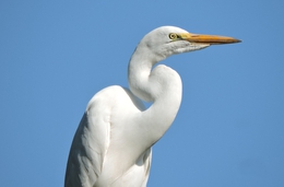 Garça branca grande (Ardea alba) 