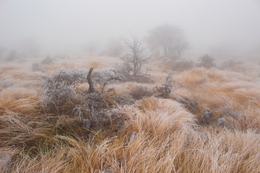 Winter landscape 