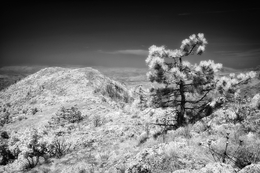 Infrared BW 