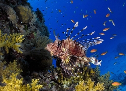 Lion fish  ( Pterois ) 