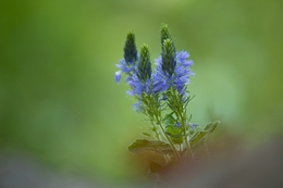 Summer wild flower 