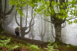 Niebla en Belaustegui 