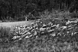 SHEEP FLOCK AND WHITE HERONS 