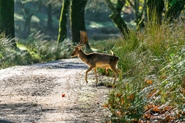 DEER IN THE MOUNTAIN 