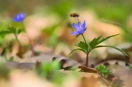 Spring wild flower 