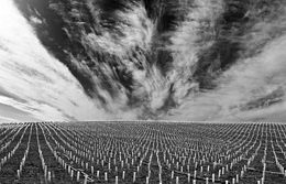  VINEYARD OF ALENTEJO 