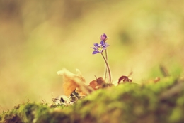 Spring wild flower 