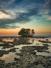 Mangrove Tree 