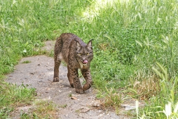 IBERIAN LYNX 