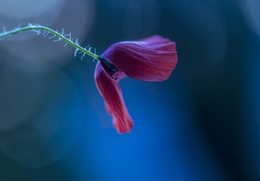 poppy in the wind___ 