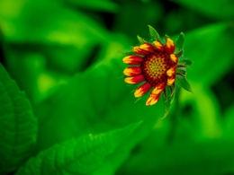 petals antenna 