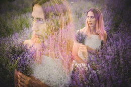 Lavender story II 