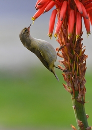 Felosa-comum (Phylloscopus collybita) 