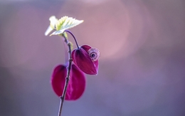 como se fosse uma flor___ 