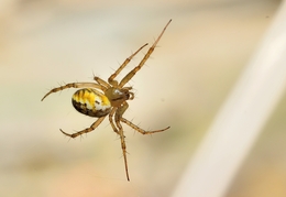 Aranha 