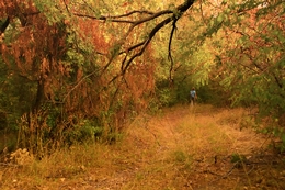 Autumn forest 