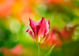 A Red Tulip 