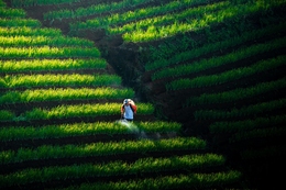 The Onion Farmer on the Field 