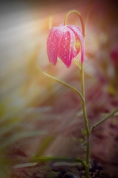 Fritillaria 