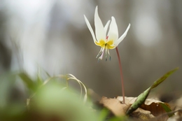 Spring wild flower 