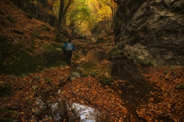 Autumn forest 