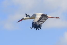 Cegonha-branca 