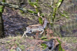 HIGH SPEED IN THE FOREST 