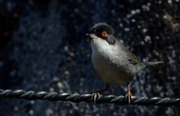 Toutinegra-de-cabeça-preta 