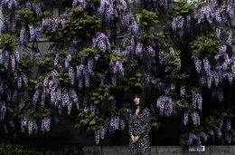 Wisteria flowers 