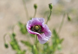 FLOWER OF ÓPIO 