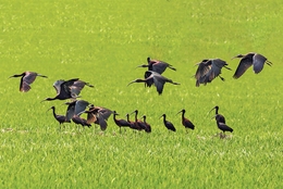 AVES DA LEZÍRIA 