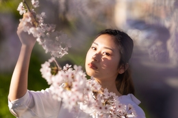 SAKURA 