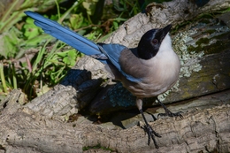 Pega-azul 