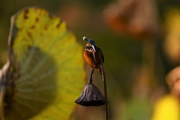 Kingfisher spitting pellet 