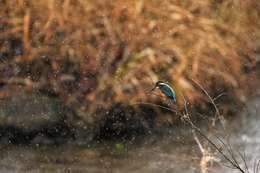 in the rain 