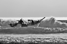 LOBOS DO MAR 