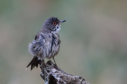 Toutinegra-de-cabeça-preta 