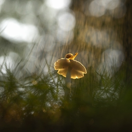 Under the Rain 