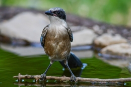 Pega-azul 