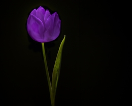 El Secreto de una flor 