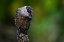 Pega-azul 