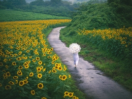 Sunflower field after the rain 