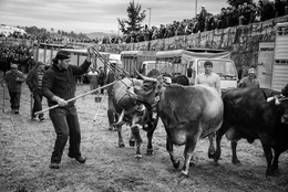 Dança com vacas - Feira dos Santos - Chaves 