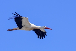 Cegonha-branca 