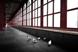 Pigeons 