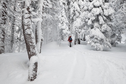 Winter forest 